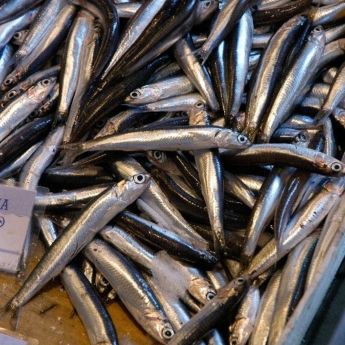 4 Fishy Bytes – Dehydrated Anchovy Treats for Dogs & Cats | Omega-3, Protein & Calcium Boost