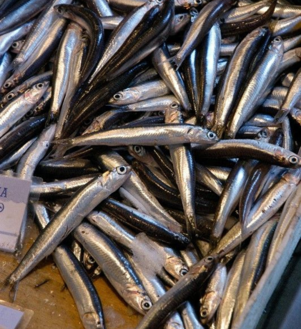 4 Fishy Bytes – Dehydrated Anchovy Treats for Dogs & Cats | Omega-3, Protein & Calcium Boost